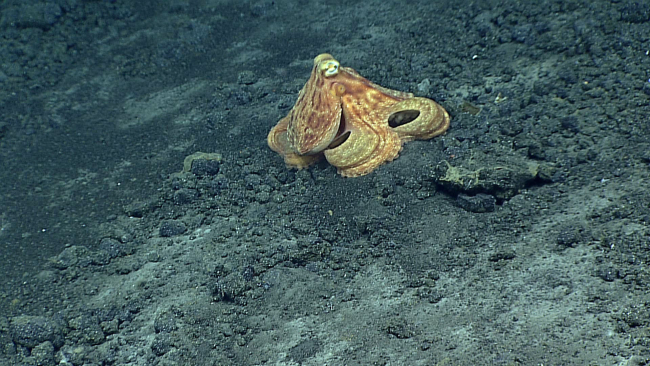 An octopus with white spots seen upon arriving on bottom at approximately 360meters depth