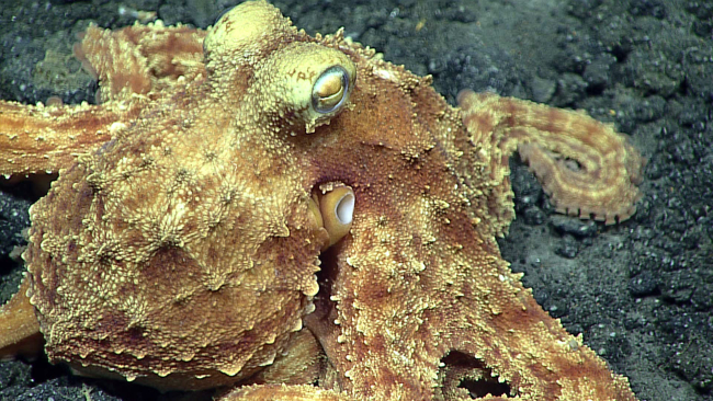 Closeup of octopus with white spots seen upon arriving on bottom atapproximately 360 meters depth