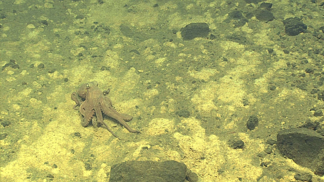 Octopus moving over iron oxide stained bottom sediment