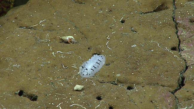 A white and black nudibranch