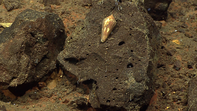 A cone snail on a vesicular volcanic rock