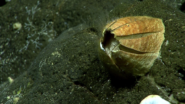 A large barnacle - superfamily Balanoidea
