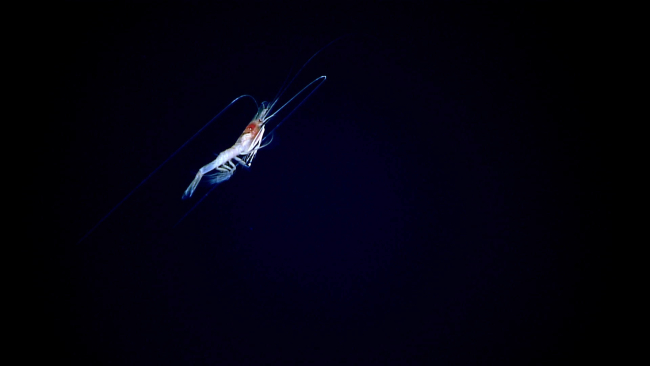 A swimming shrimp - family Benthesicymidae, Benthonectes sp