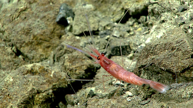 Shrimp similar to Nematocarcinus sp