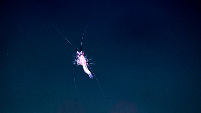 A white mysid shrimp with red eyes