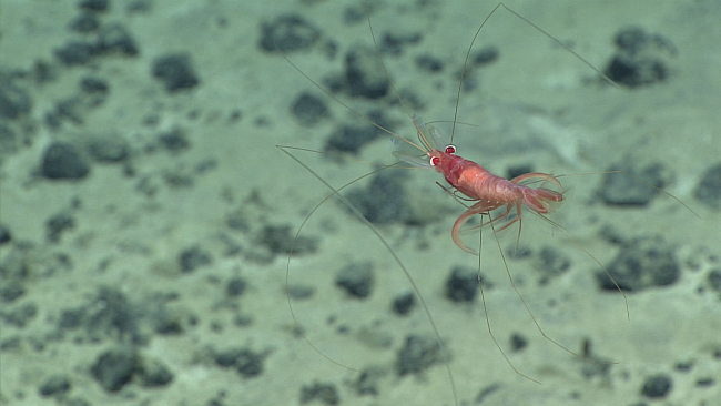 Swimming shrimp - unidentified