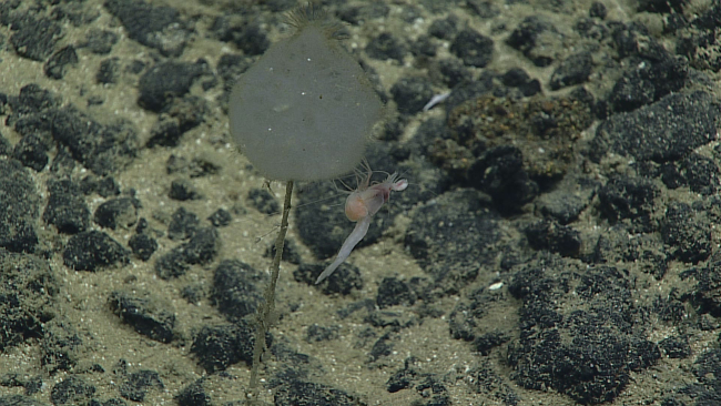 Pregnant mysid shrimp on stalked sponge - similar to Caulophacus orCaledoniella