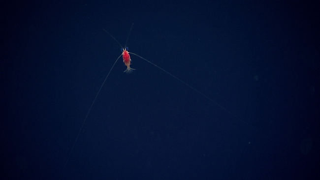 Swimming shrimp at about 2980 meters depth during ascent