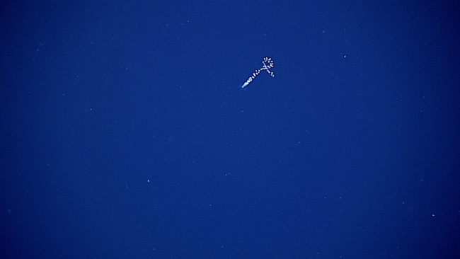 Salp chain or siphonophore seen in the distance