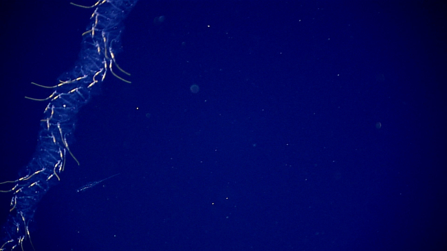 Siphonophore? and a swimming worm - a tomopterid polychaete - the smallercreature