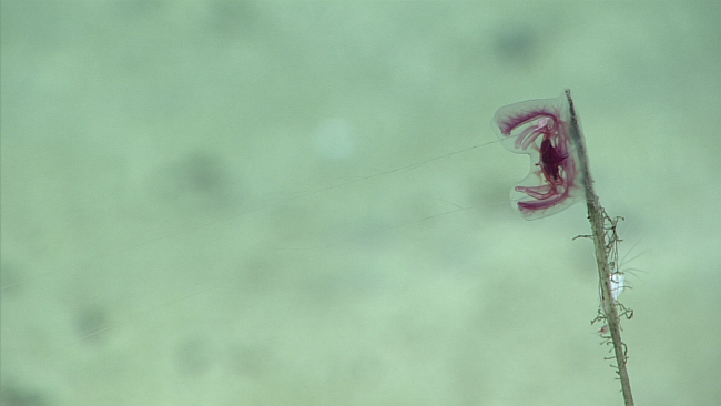A benthic ctenophore attached to a dead sponge stalk