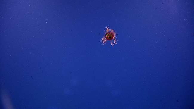A disorderly jellyfish? Family Rhopalonematidae, Crossota sp