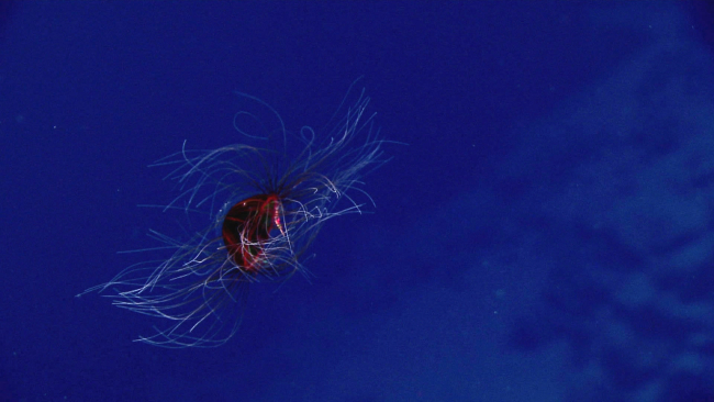 A disorderly jellyfish?