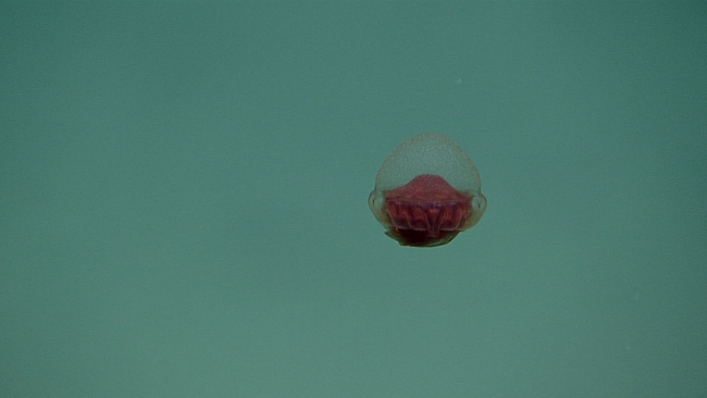 Helmet jellyfish - Periphylla periphylla