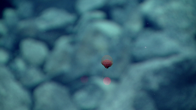 Small red coronate jellyfish