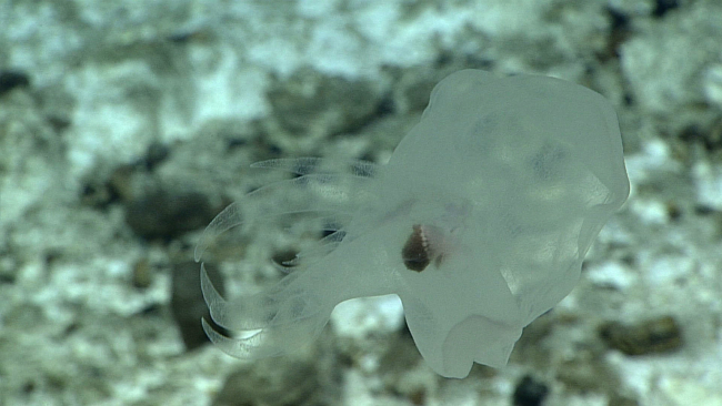 A translucent jellyfish? translucent holothurian swimming?