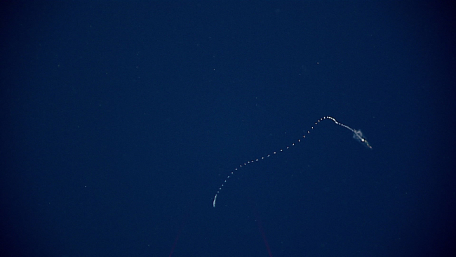 A siphonophore at 1200 meters