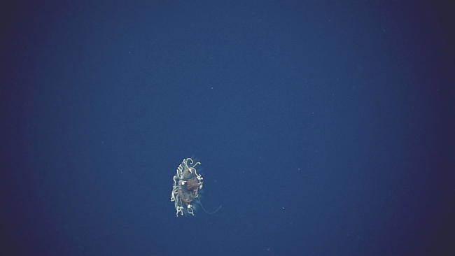A strange looking jellyfish