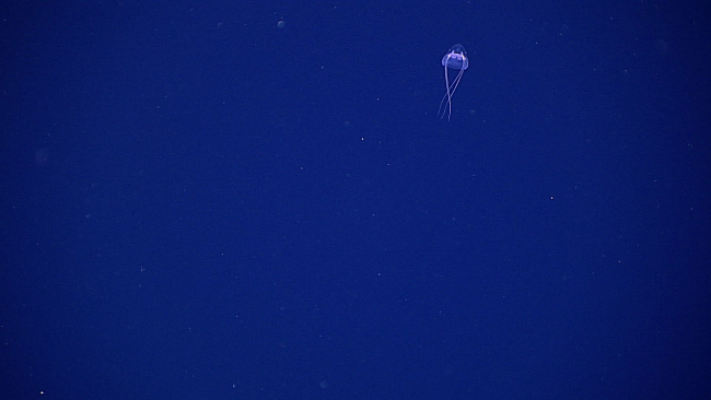 A jellyfish - order Narcomedusae