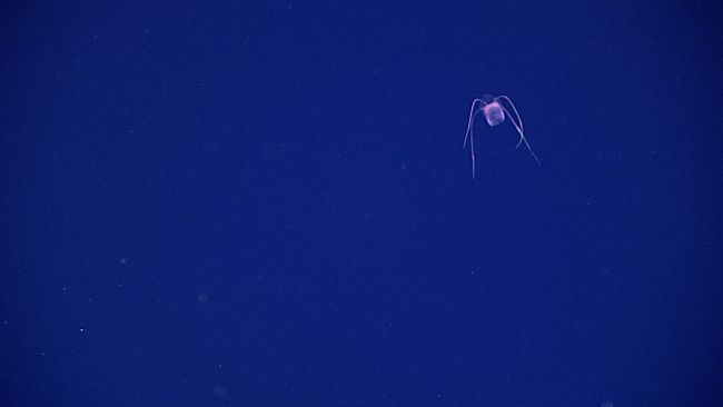 A jellyfish - order Narcomedusae