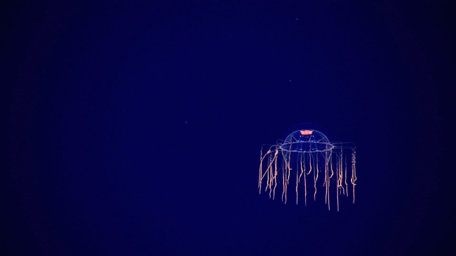 A beautiful jellyfish - Order Limnomedusae