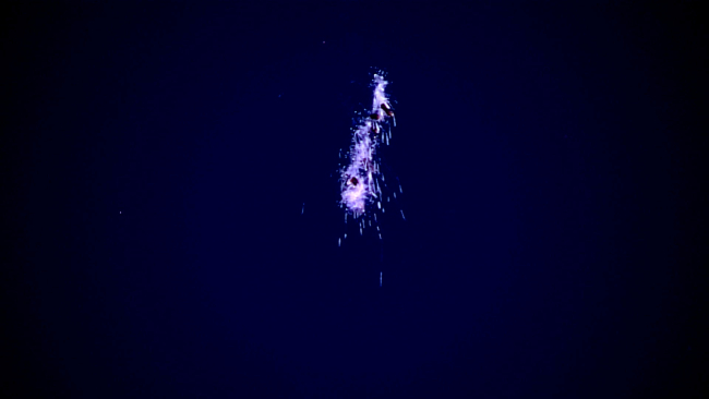 A somewhat horrifying appearing siphonophore
