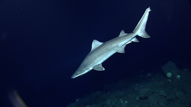 Sand tiger shark - Odontaspis ferox