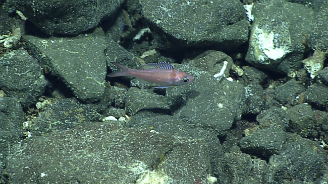 Slope fish - Symphysanodon maunaloae
