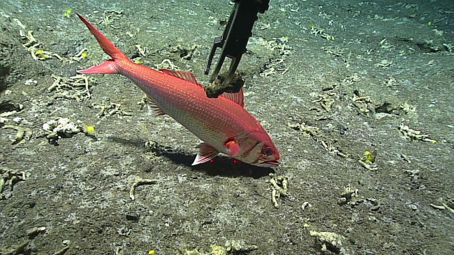 Deep Discoverer samples a rock while a pale snapper - Etolis radiosus -swims in the background