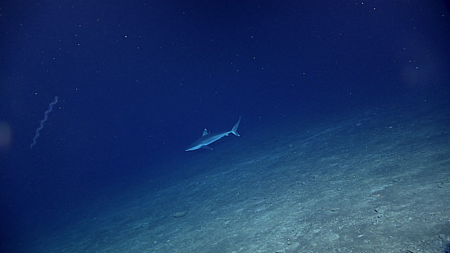 Silvertip shark - Carcharhinus albimarginatus - and siphonophore