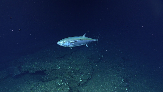 Dogtooth tuna - family Scombridae, Gymnosarda unicolor