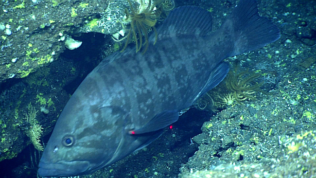 A convict grouper or also known as an eightbar grouper - Hyporthorodusoctofasciatus