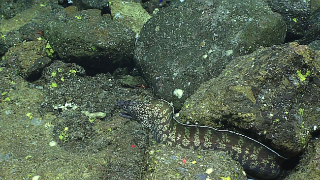 Moray eel - Gymnothorax kidako