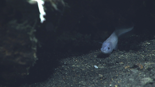 Cusk eel - Family OphidiidaeSpectrunculis grandis