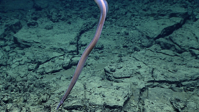 A duckbill eel - family Nettostomatidae