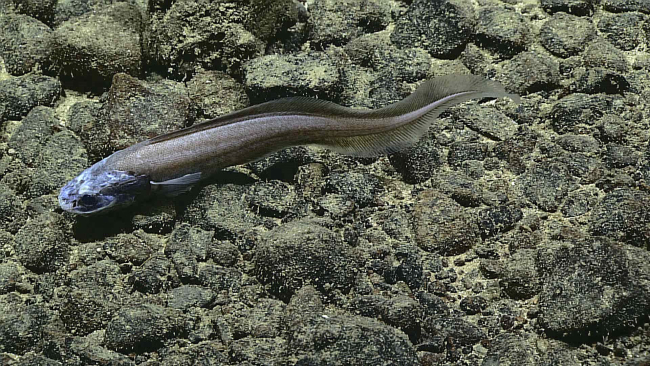 Cusk eel - family Ophidiidae, Bassogigas sp