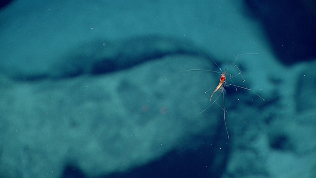Swimming shrimp - possibly Nematocarcinus sp