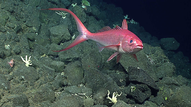A large longtail red snapper - family Lutjanidae  , Etelis coruscans