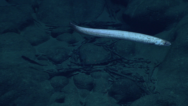 A synaphobranchid eel - Synaphobranchus cf brevidorsalis