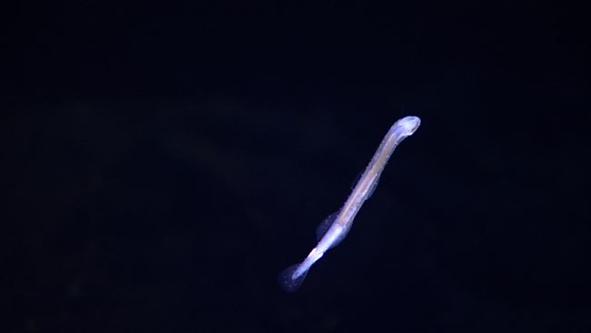 Arrow worm - Phylum Chaetognatha - which means bristle-jaws