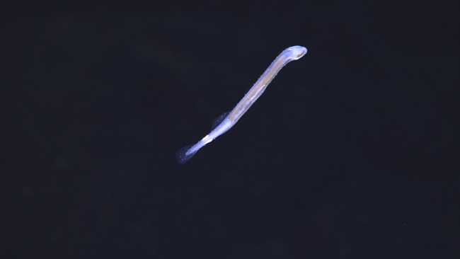 Arrow worm - Phylum Chaetognatha - which means bristle-jaws