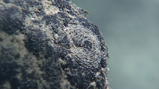 A spiral pattern on a rock surface - fecal matter? eggs in the sand? whatcaused this?