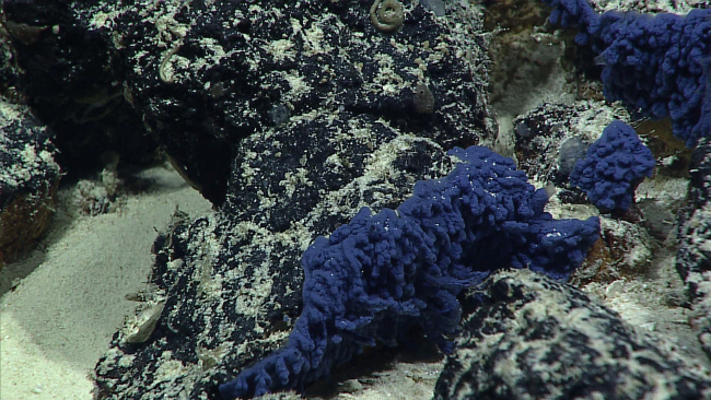 Blue stuff - this apparent life form stumped the scientists monitoring this dive