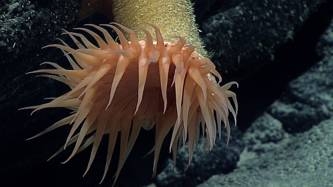 Large orange anemone - possibly Hormathia pacifica