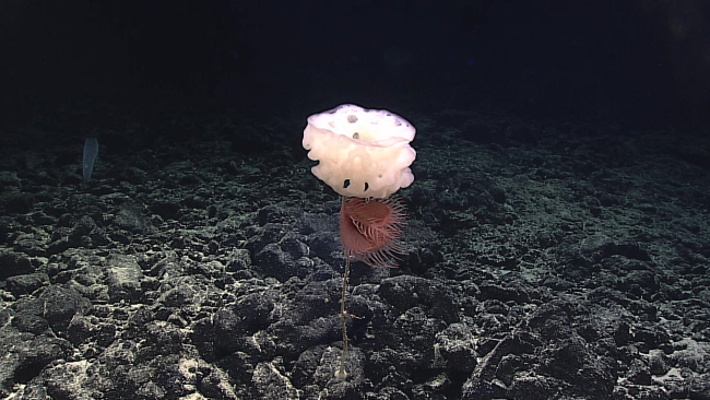 Large anemone on stalked glass sponge