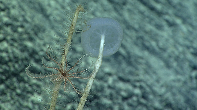 A dead sponge stalk with a feather star crinoid and hydroids