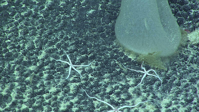 White brittle stars near the base of a sponge