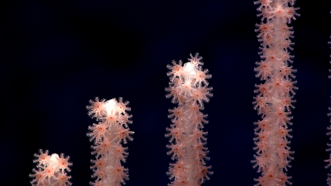 Lyrate octocoral - family Isididae Keratoisidinae I4 clade