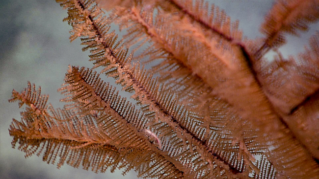 Closeup of small antipatharian coral - Lillipathes sp