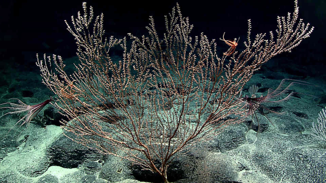 Bamboo coral bush with two purple and white feather star crinoids -family Zenometridae, Sarametra triseralis
